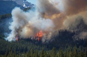 Wildfire risk can be avoided with Shred Nations